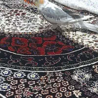عروس هلندی سخنگو