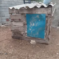 لونه مرغ وخروس