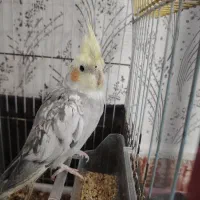 عروس هلندی نر  سخنگو