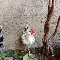 نیمچه خروش گلین