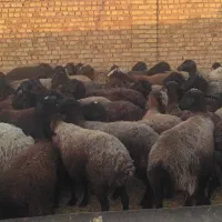 تعدادی میش جوان