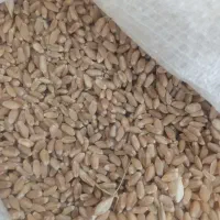گندم  بذری درجه یک بدون جو ودرجه یک