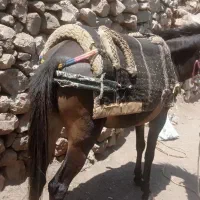 قاطر|لوازم جانبی حیوانات|پاوه, |دیوار