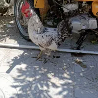 خروس محلی درشت یک ساله