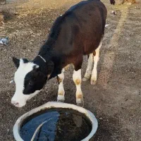 گوساله نر