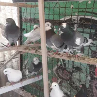 کبوتر