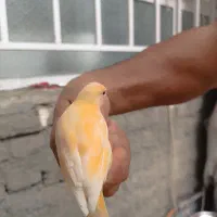 قناری 4ماهه