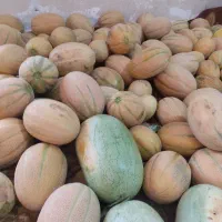 هندونه خربزه