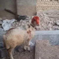 میش بختیاری