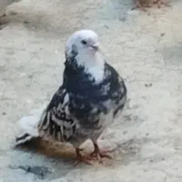 کفتر