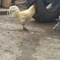 فقط خروس