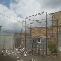 کبوتر