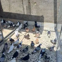 کبوتر