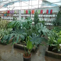برگ انجیری/ فروش انواع گل و گیاه