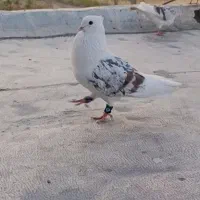 پلنگ
