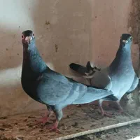 کفتر