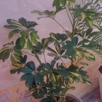 درختچه اپارتمانی بزرگ سرسبز