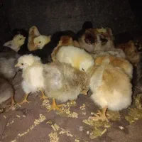جوجه مرغ محلی