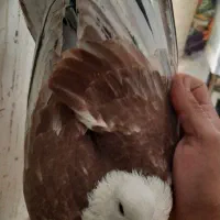 چهارتا کله سفید یا کلاِغ سبز