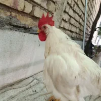خروس