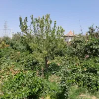 باغ-ویلایی