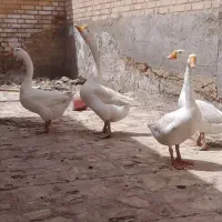 قوقاز چینی گردن ماری اصل ۴عدد نروماده