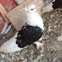 کبوتر