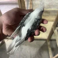 ۴ عدد طوطی عروس سرلاکی
