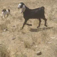 بزنر پاکستانی