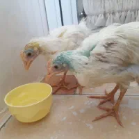 جوجه