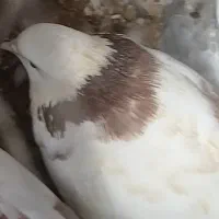 کبوتر|پرنده|گنبد کاووس, |دیوار