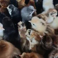 جوجه یک روزه کاکلی