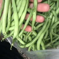 لوبیاسبز