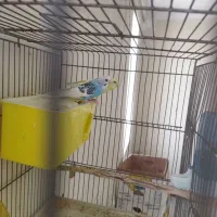 مرغ عشق