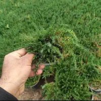 فروش چمن فرانکنیا. چمن عالی برای فضای سبز ویلا