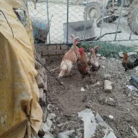 فروش بوقلمون