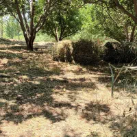 علوفه