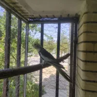 عروس هلندی
