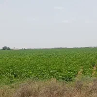 زمین-کشاورزی