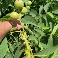 گردو‌تخصص‌ماس