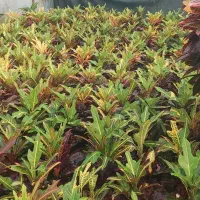 حدودا ۴۰۰ عدد کروتون پنجه کلاغی سطل ۷ دارم