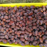 خرمای مضافتی و کلوته