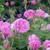 گلاب طبیعی وسنتی