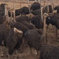 شترمرغ پروار