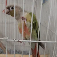 طوطی گرینچیک