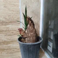 گل یوکا