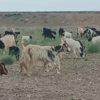 ۸۰راس بز زاییده جوان
