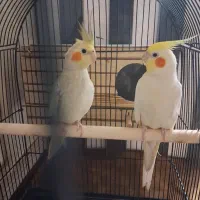 عروس هلندی