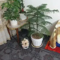 گلهای طبیعی ومصنوعی