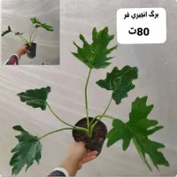 گل و گیاه طبیعی|گل و گیاه طبیعی|بندر گناوه, |دیوار